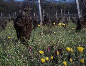 Domaine Guillot-Broux