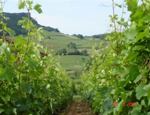 Domaine Barraud Daniel & Julien 