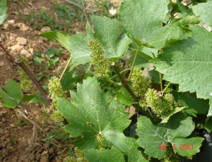 Domaine Barraud Daniel & Julien 