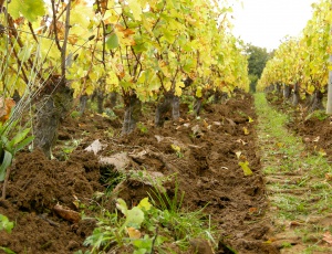 Domaine Frantz Chagnoleau