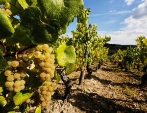 Domaine de la Sarazinière