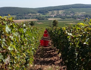 Domaine Nicolas DELFAUD